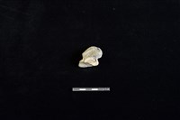 陶片藏品圖，第2張